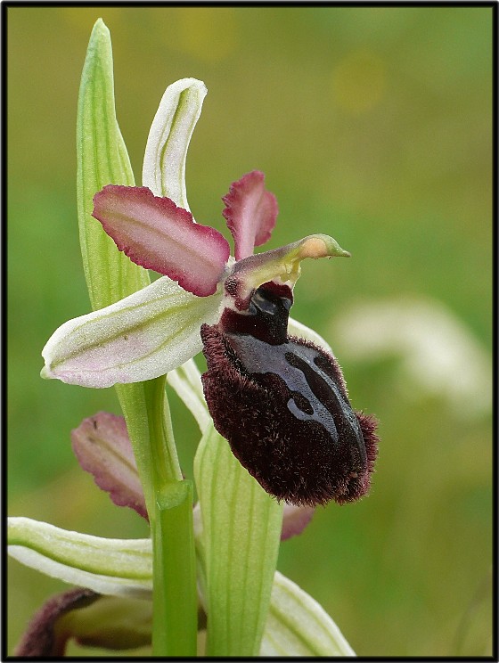 Ophrys sipontensis